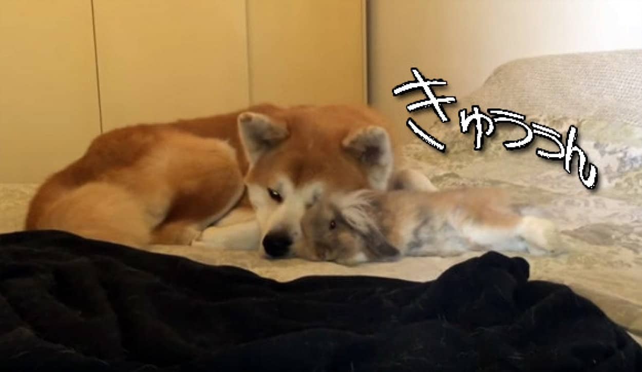 秋田犬が大好きなウサギがピョンってきてぴったり寄り添いお休みなさい カラパイア
