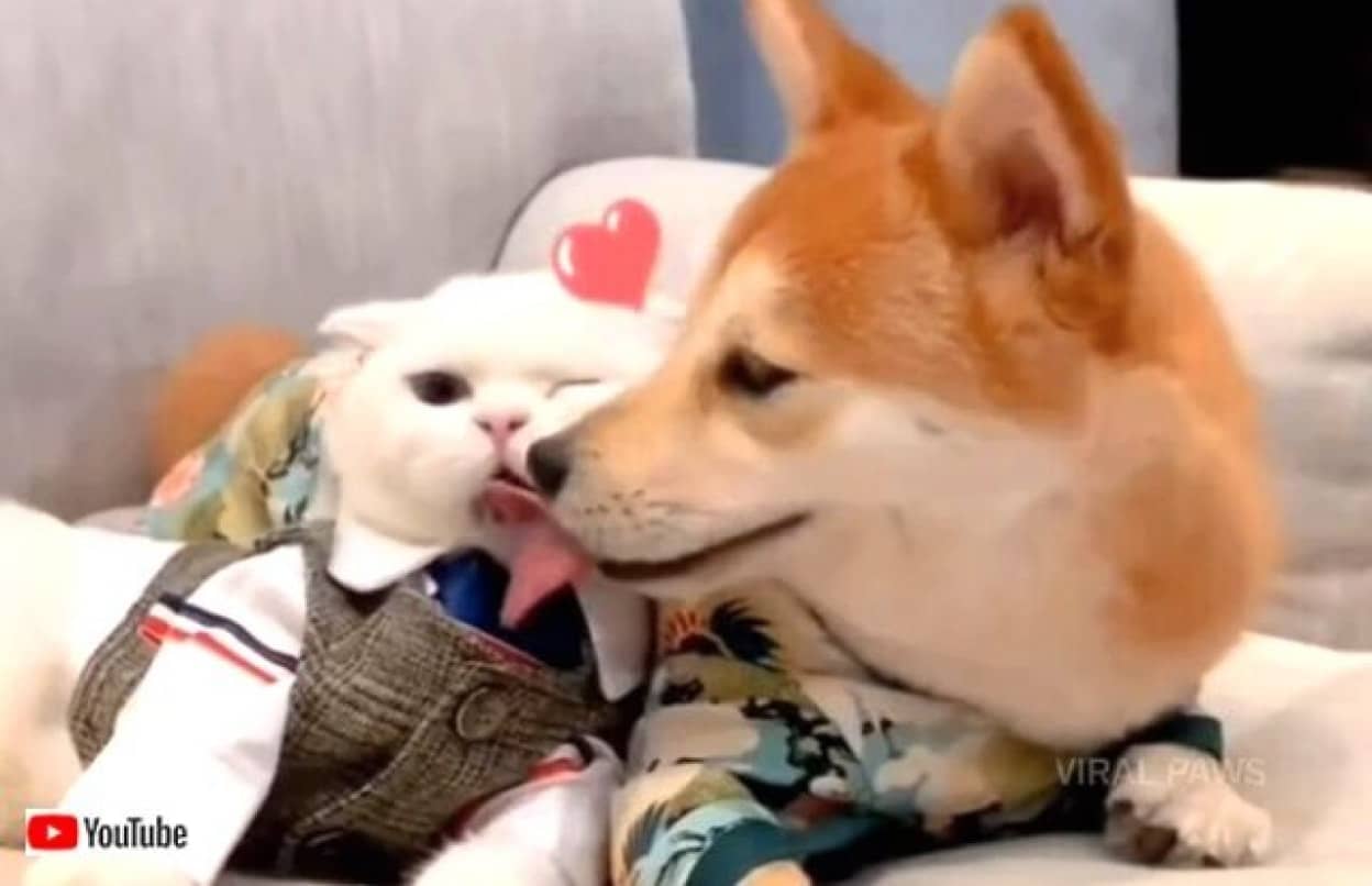 はじめまして から始まる優しい時間 犬と子猫のラブラブな仲良しタイムをご覧ください カラパイア はじめまして から始まる優しい時間 犬と子猫のラブラブな仲良しタイムをご覧ください カラパイア