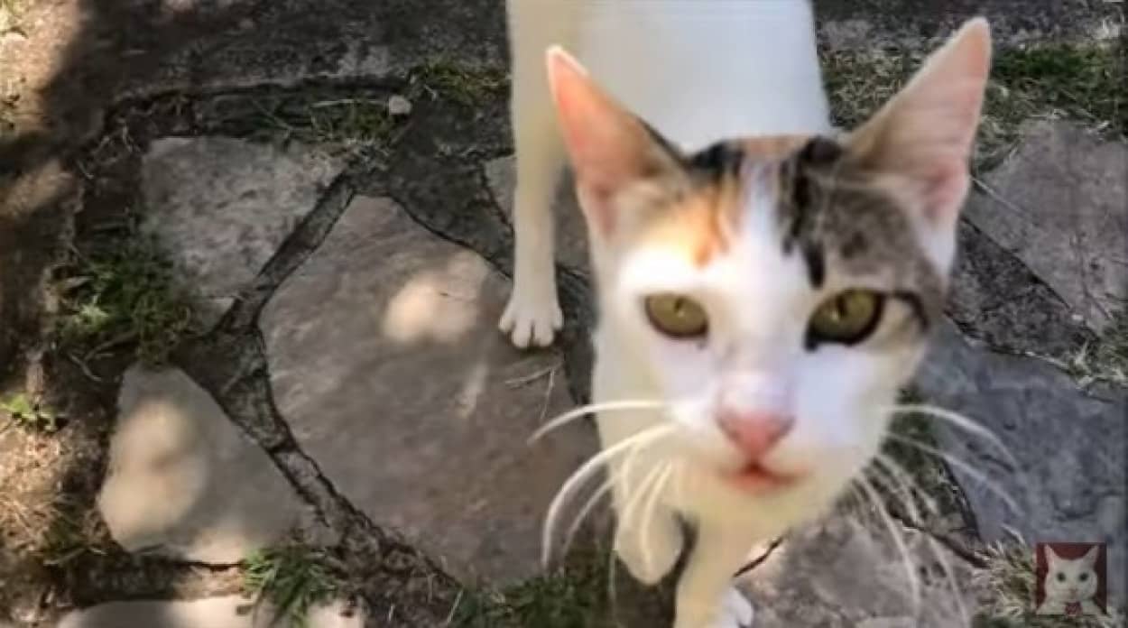 怪我した脚を引きずりながら人間に助けを求めに来た猫 茂みに隠した5匹の子猫の元へと案内する カラパイア 怪我した脚を引きずりながら人間に助けを求めに来た猫 茂みに隠した5匹の子猫の元へと案内する カラパイア