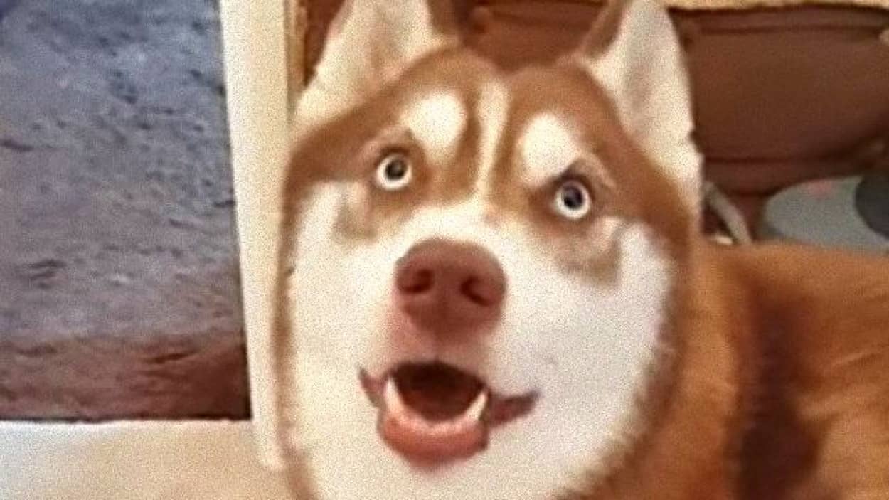 お隣さんのキャットフードを食べたのは誰 すっとぼけまくるハスキーズに飼い主さんもやれやれ カラパイア