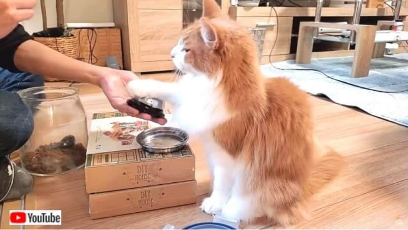 3匹の猫たちの オヤツちょうだい ベルを鳴らすアレをジュンさんが猫たちに教えてみた カラパイア 3匹の猫たちの オヤツちょうだい ベルを鳴らすアレをジュンさんが猫たちに教えてみた カラパイア