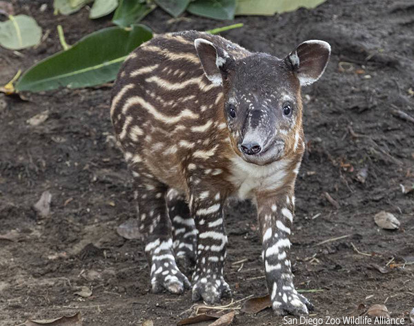 うれしいニュース。サンディエゴ動物園で絶滅危惧種のベアードバクの赤ちゃんが生まれたよ！