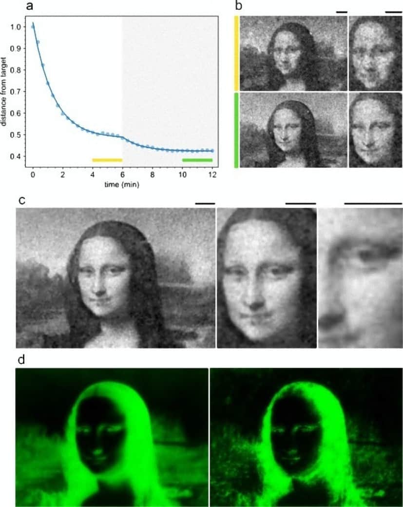 elife-36608-fig5-v1_e_e