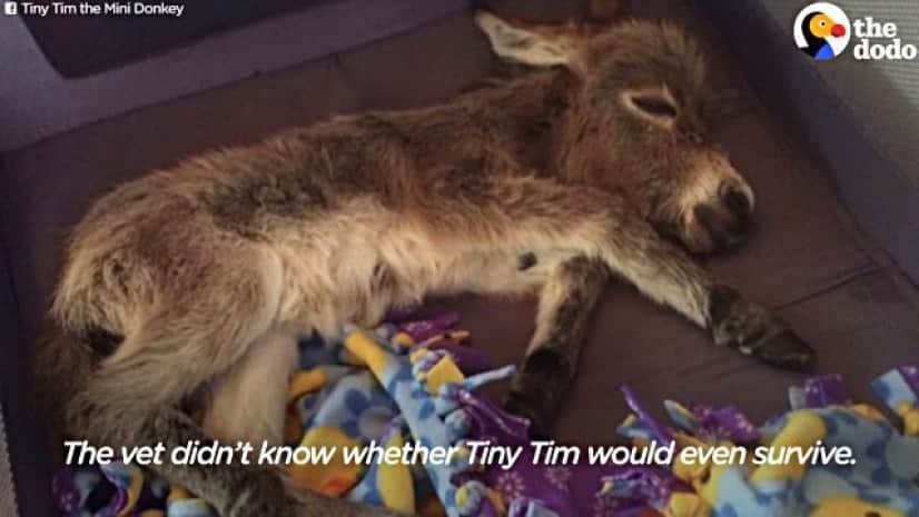 tinytimdonkey7