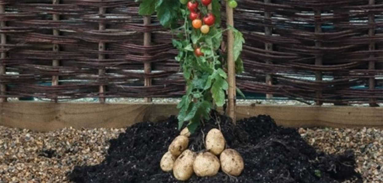 おいしいトマトとジャガイモが両方なるハイブリッド苗木 トムテト Tomtato カラパイア おいしいトマトとジャガイモが両方なるハイブリッド苗木 トムテト Tomtato カラパイア