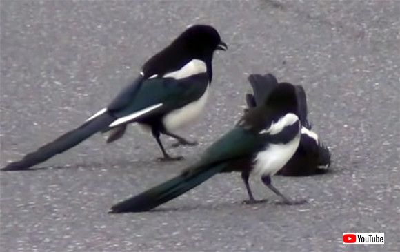 良かった 生き返った 失神して動かなくなった仲間を何とか助けようとするカササギたち カナダ カラパイア