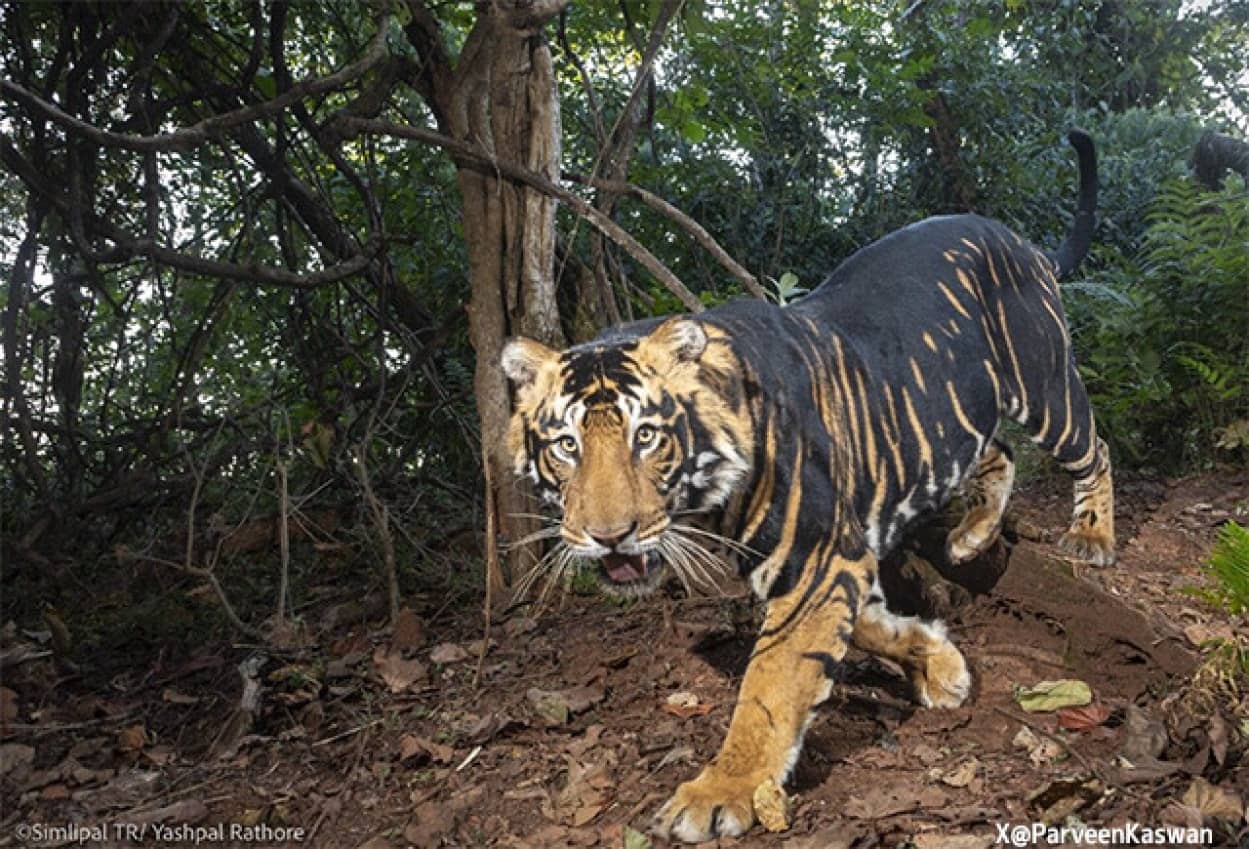 インドの森で珍しいブラックタイガーが発見される