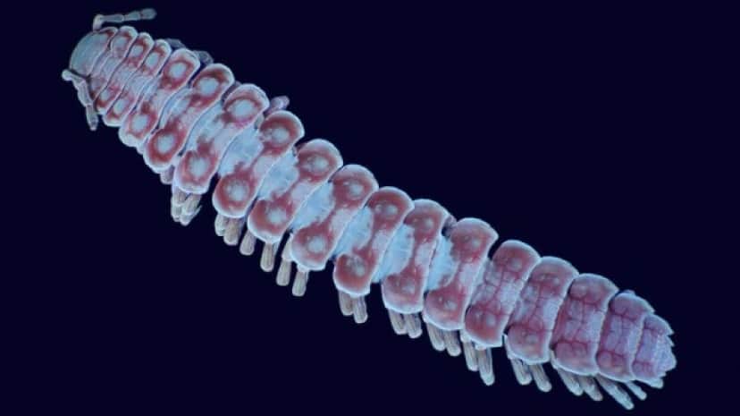 1_e4