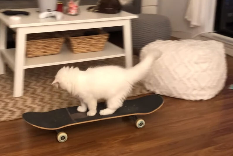 また猫が独学しおった。自らスケートボードに乗り、らくらく移動する猫