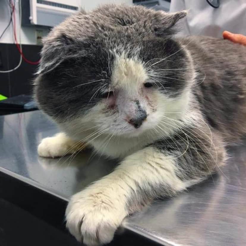 戦いの果て 傷つきボロボロとなった地域のボス的存在の猫 保護されて生まれて初めてのやすらぎを得る カナダ カラパイア