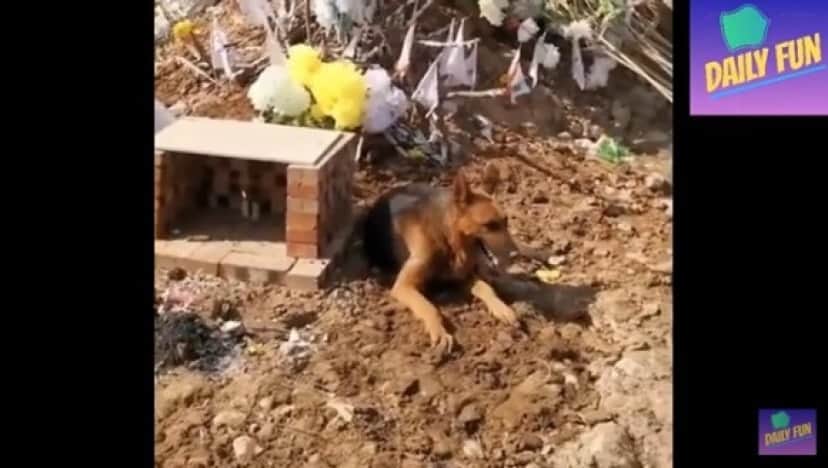 dog3_e