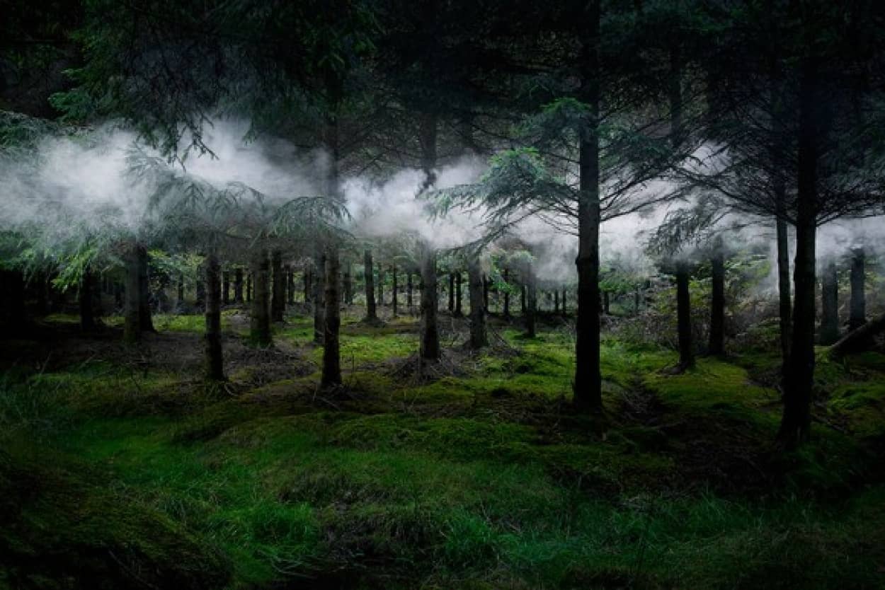 神秘の森に魅せられて 英国の森に魔法をかけた幻想的写真 カラパイア