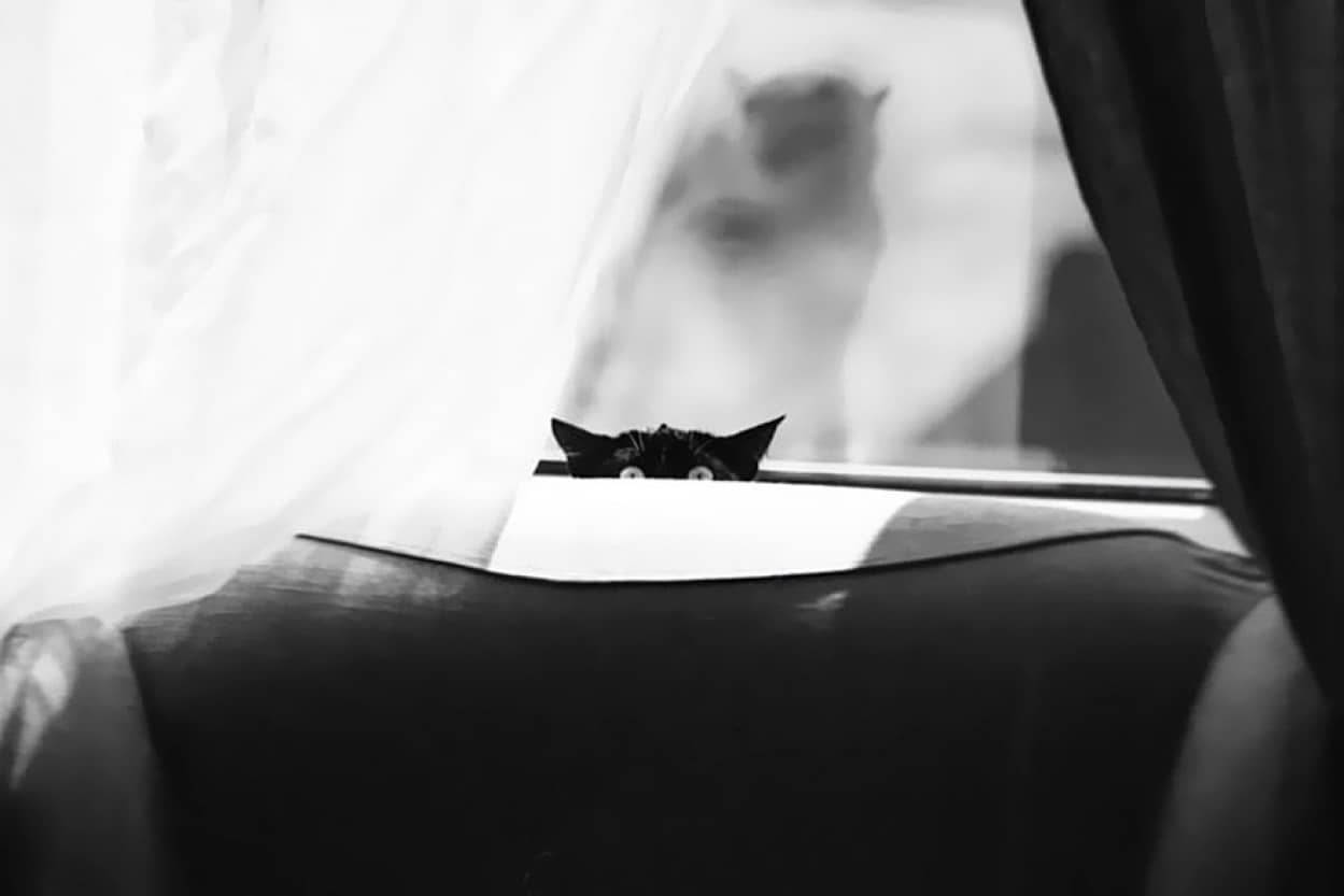 ミステリアスな猫の神秘的美しさはモノクロ写真にするとよくわかる カラパイア