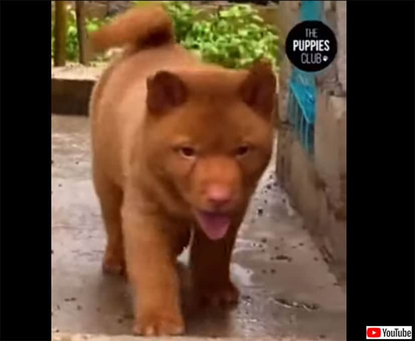 犬なの 猫なの どっちにも見えてくる不思議な動物 カラパイア