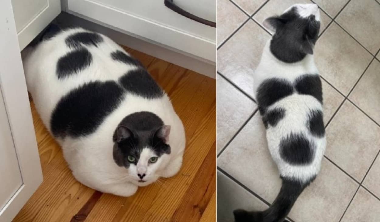 体重18kg超えの猫7kgの減量に成功