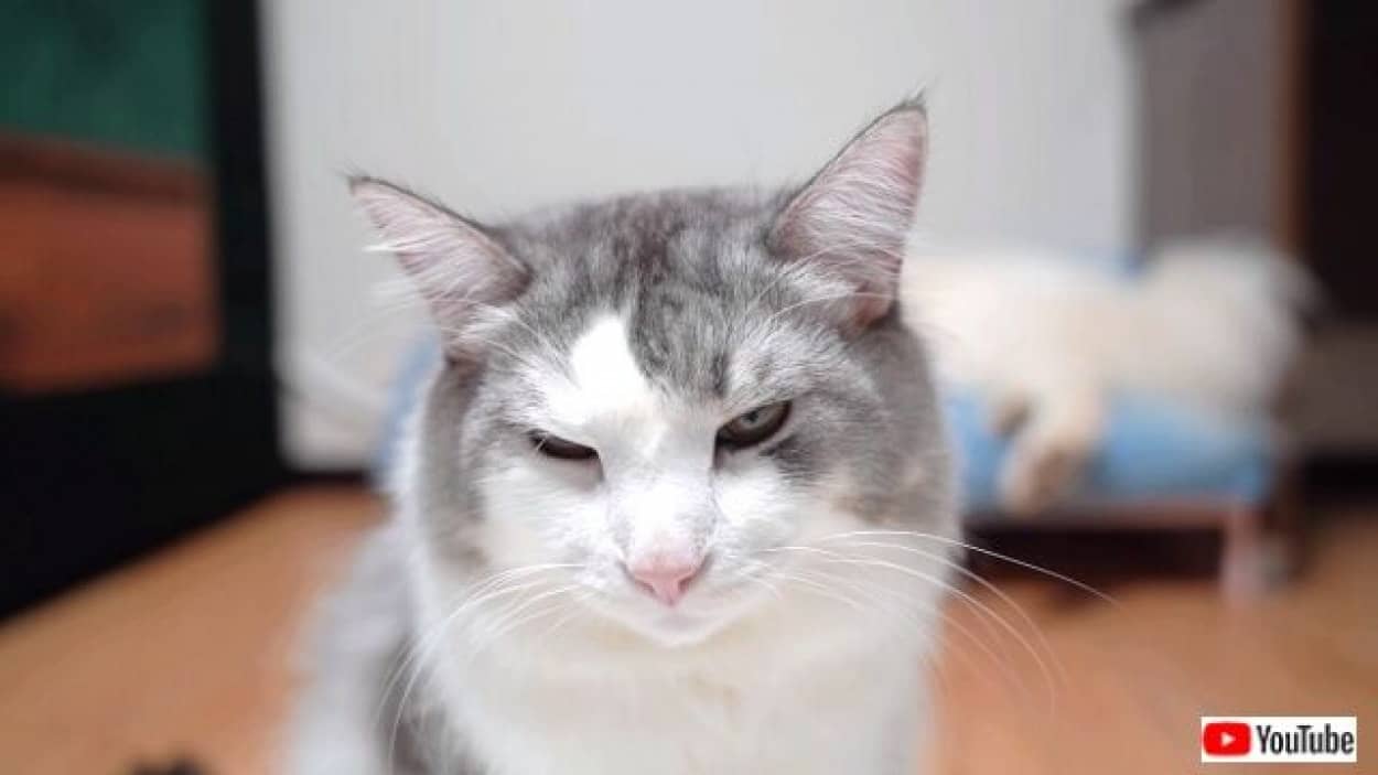 猫氏 それうちのベッドなんやけど サモエドにベッドを取られて納得いかない相棒猫 カラパイア