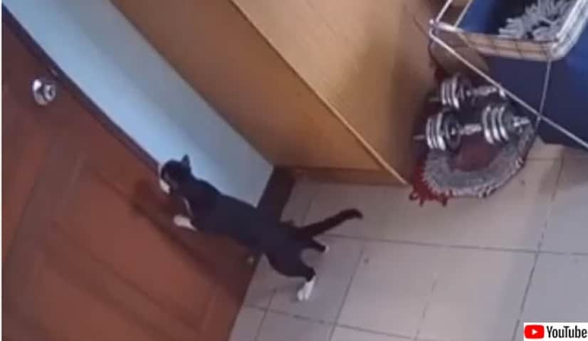 回せるんかい ドアノブを回転させて開けるハイレベルなスキルを持っている猫 カラパイア 回せるんかい ドアノブを回転させて開けるハイレベルなスキルを持っている猫 カラパイア
