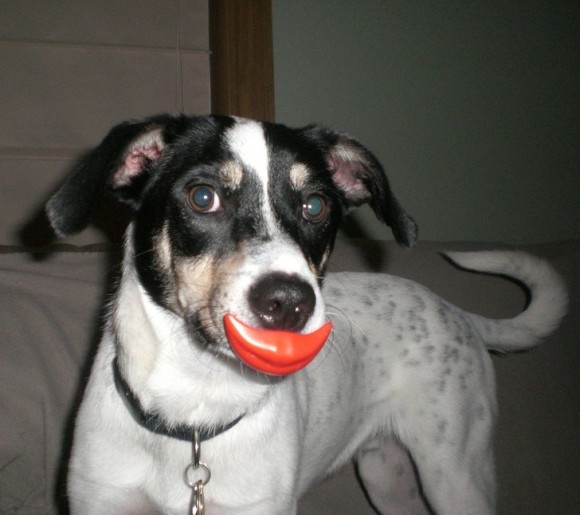 犬の貢ぎ物