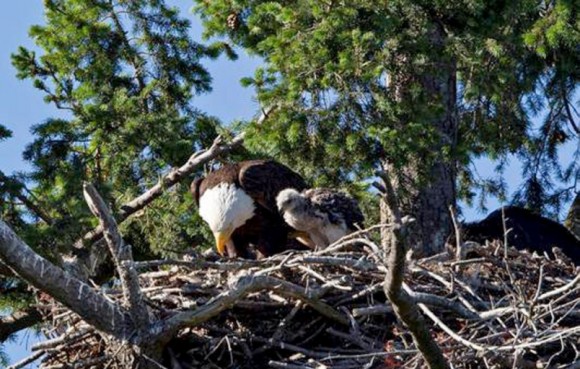 a3-foster-chick-2-jpg_e