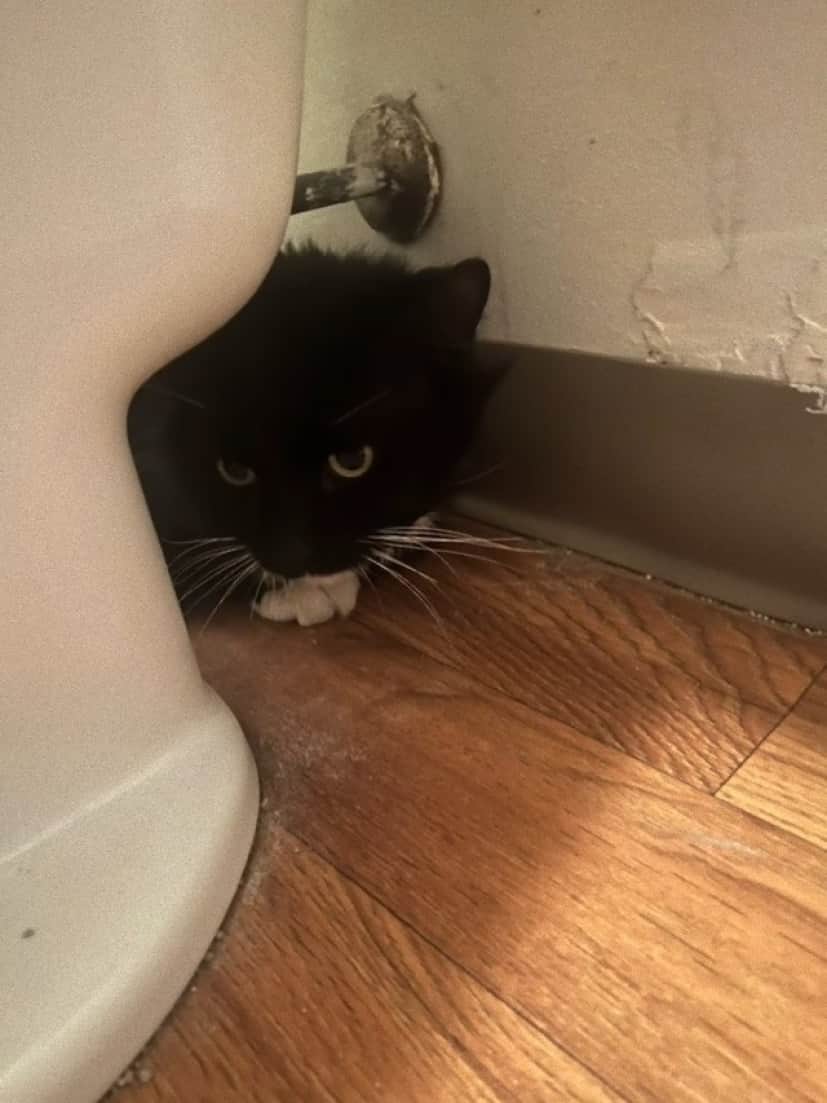 Mittens6_e