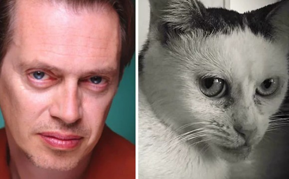 アメリカの個性派俳優、スティーヴ・ブシェミにそっくりな猫が幸せになるまでの物語（アメリカ）