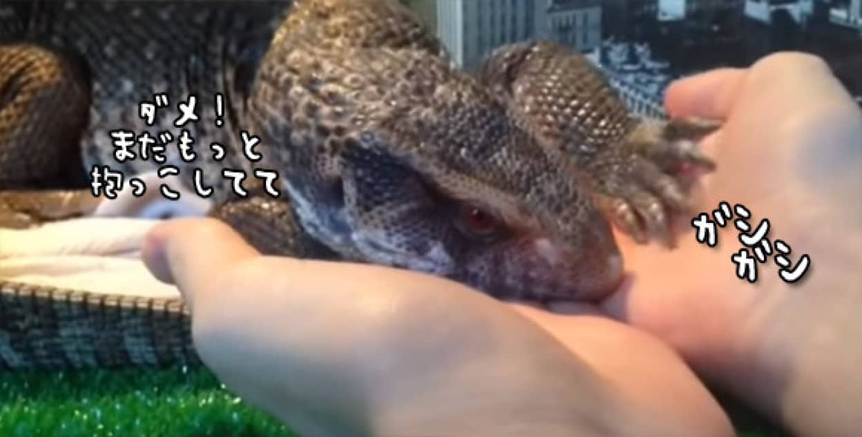 爬虫類だって抱かれたい 飼い主が手を放そうとすると ダメ まだいかないで を仕草で表すトカゲ カラパイア