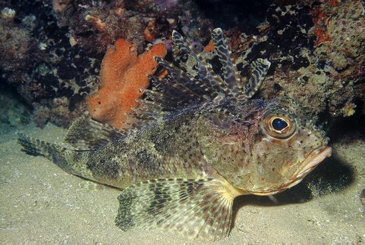 bighead gurnard perch_big