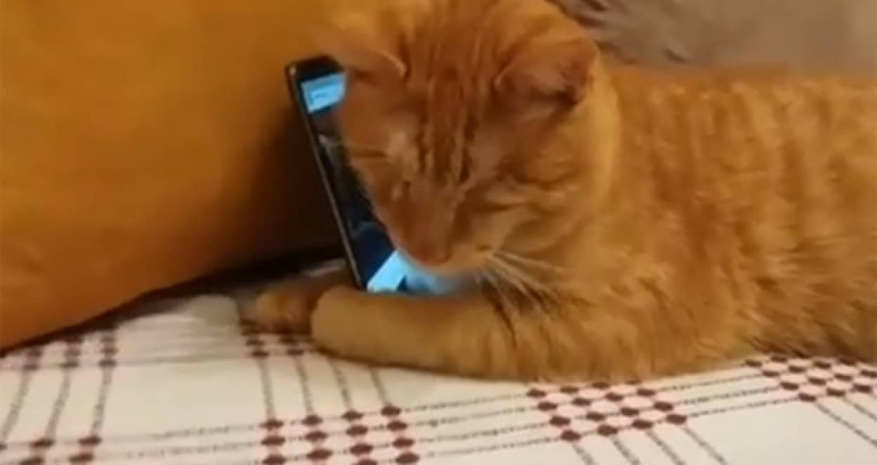 本当の愛ってこんなにも伝わる 猫の救世主 トルコのピアニストの演奏をスマホから盲目の猫に聴かせたところ カラパイア 本当の愛ってこんなにも伝わる 猫の救世主 トルコのピアニストの演奏をスマホから盲目の猫に聴かせたところ カラパイア