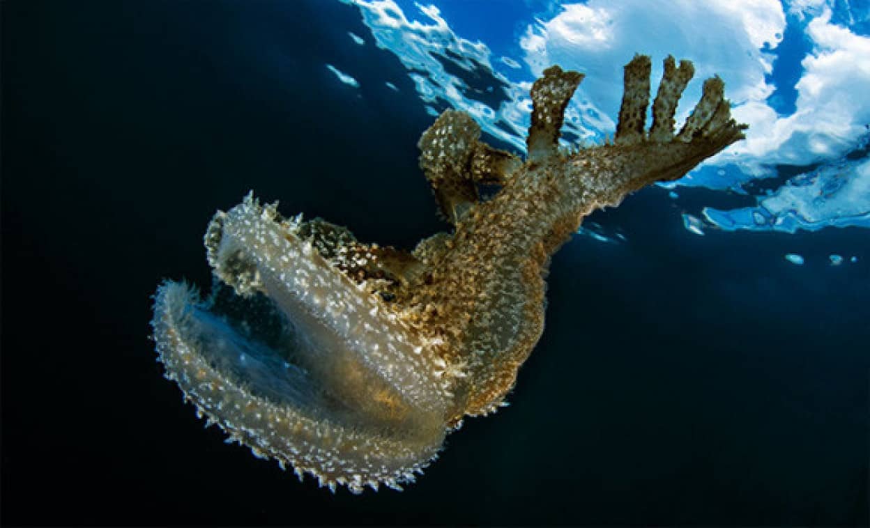 海のへんな生き物 吸盤のような巨大な口を持つウミウシの仲間 ムカデメリベ カラパイア