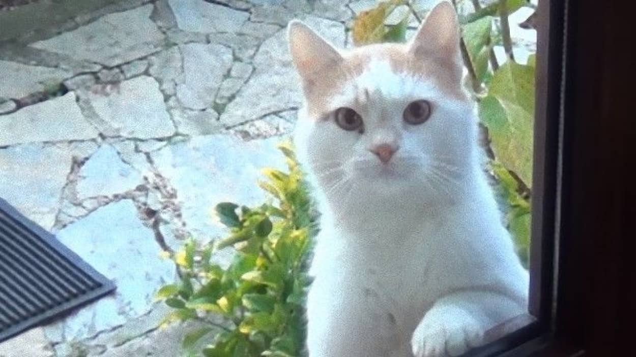またしても特殊技術を持つ猫が 朝ごはんくれや と見つめ続ける猫の眼差し カラパイア