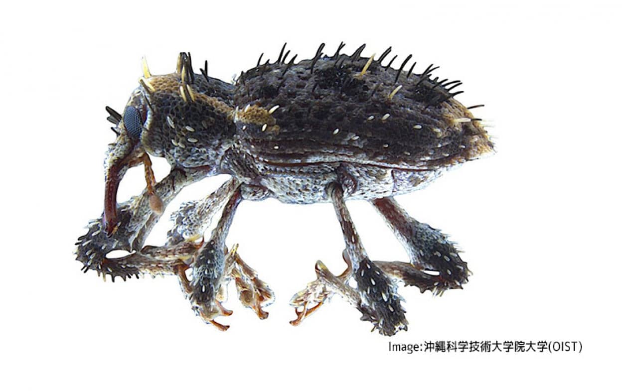 沖縄で新種のゾウムシが発見される