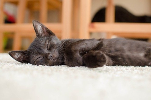 家の猫じゃないんだけど...見知らぬ猫がいつのまにか住み着き、我が物顔でふるまっている事例報告ファイル