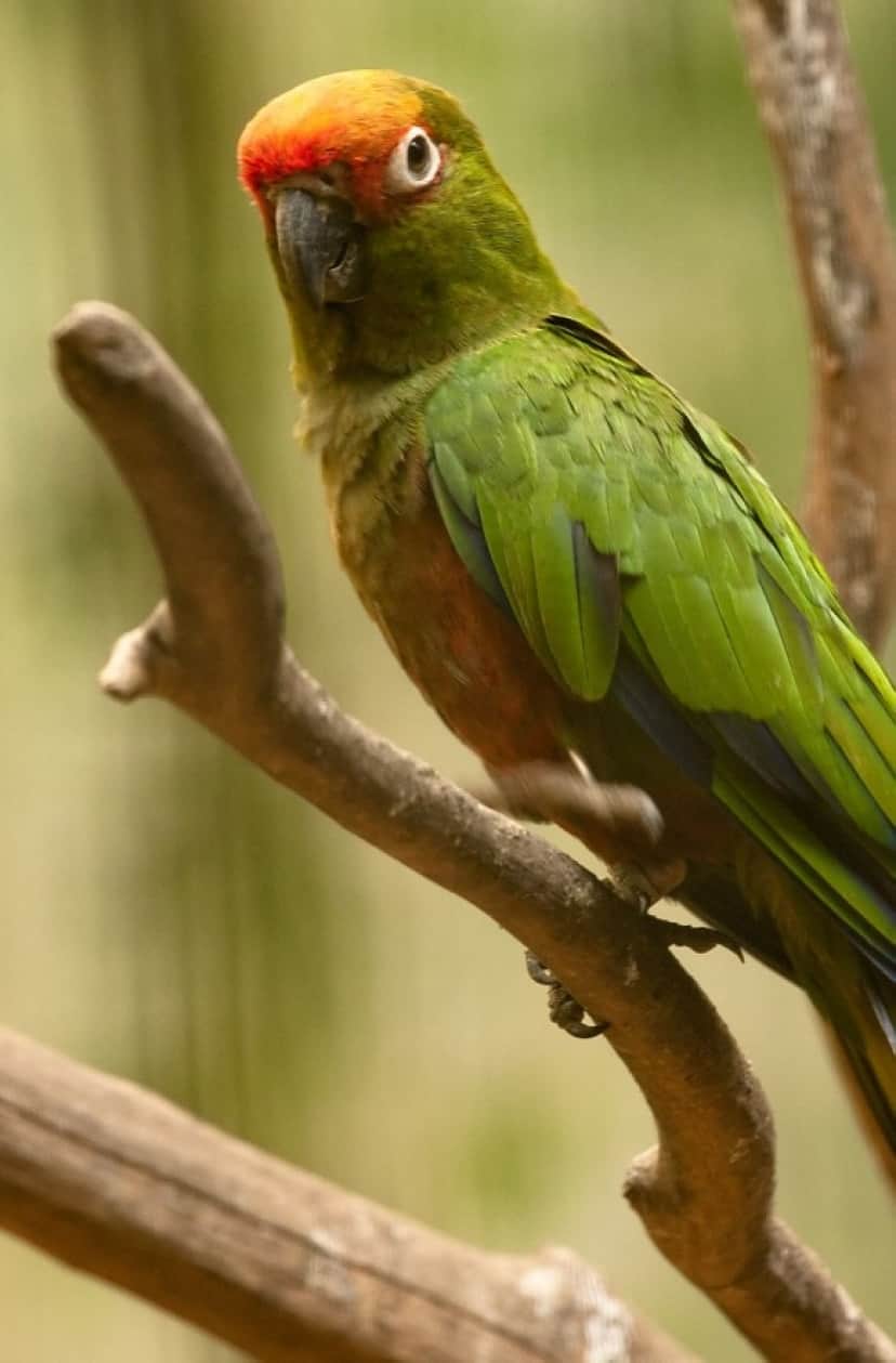 parrot_e