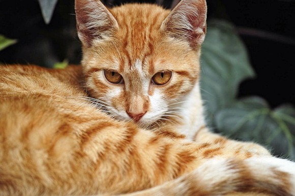 茶トラ猫についての9つのオモシロ豆知識 カラパイア