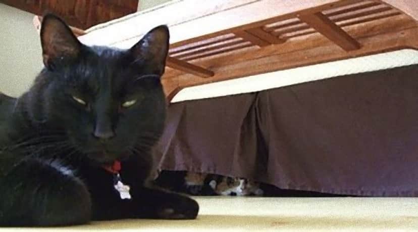 photobomb9_e