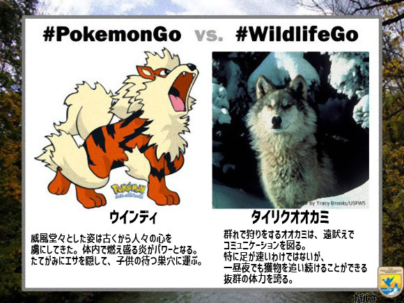 ポケモンと良く似ている野生動物を比較 アメリカの魚類野生生物局がポケモンgoの人気にあやかったキャンペーン ワイルドライフgo を展開中 カラパイア