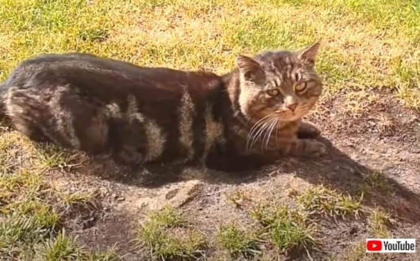 straycat3_640