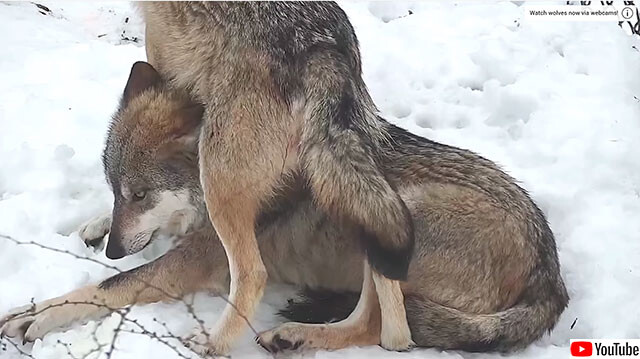 これが狼の愛情表現なのか姉妹によるじゃれ合いの結末は カラパイア これが狼の愛情表現なのか姉妹によるじゃれ合いの結末は カラパイア