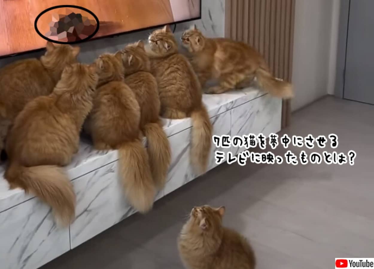 猫が全員で注目するテレビに映ったもの