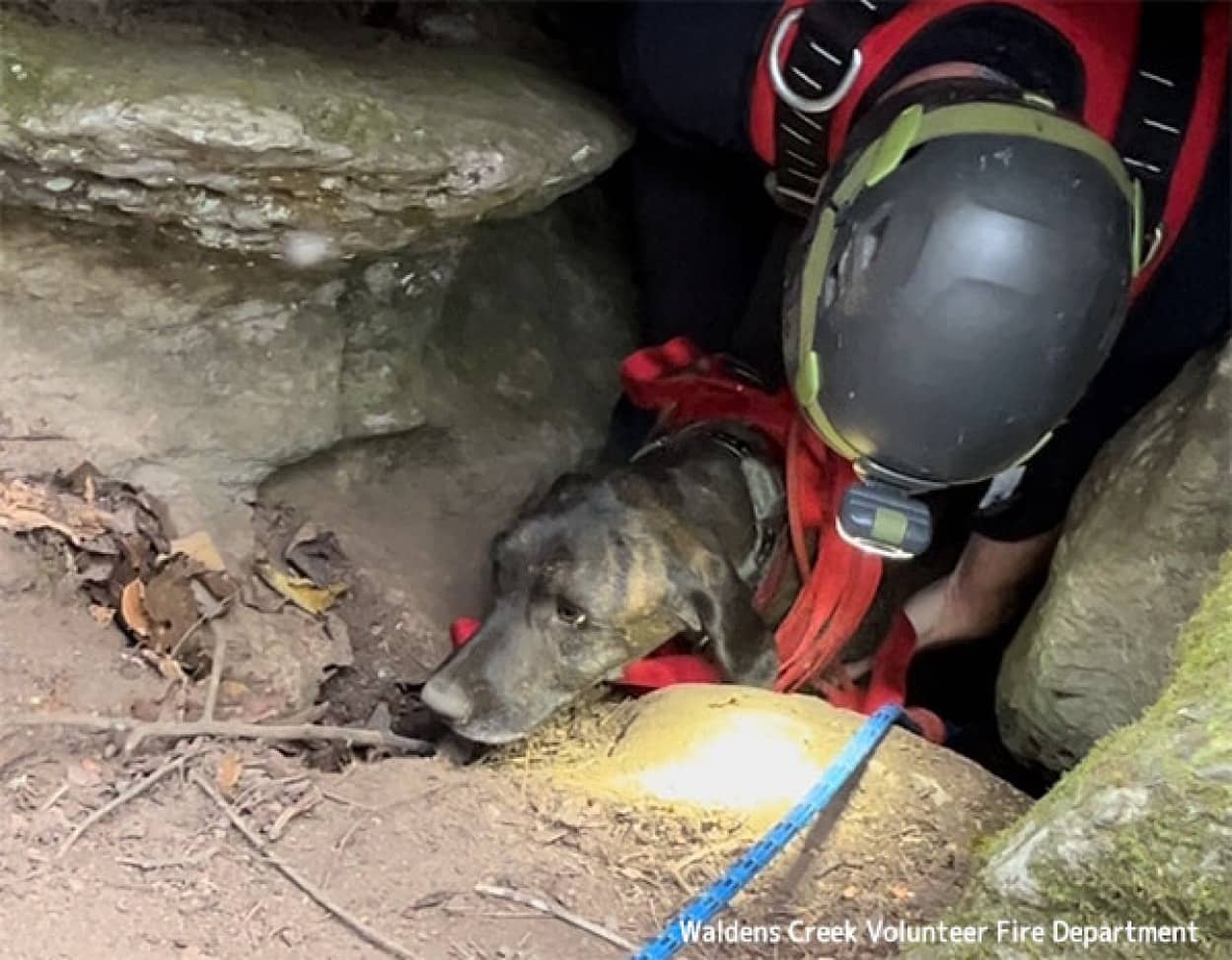 クマの洞窟に3日間閉じ込められていた犬を救助