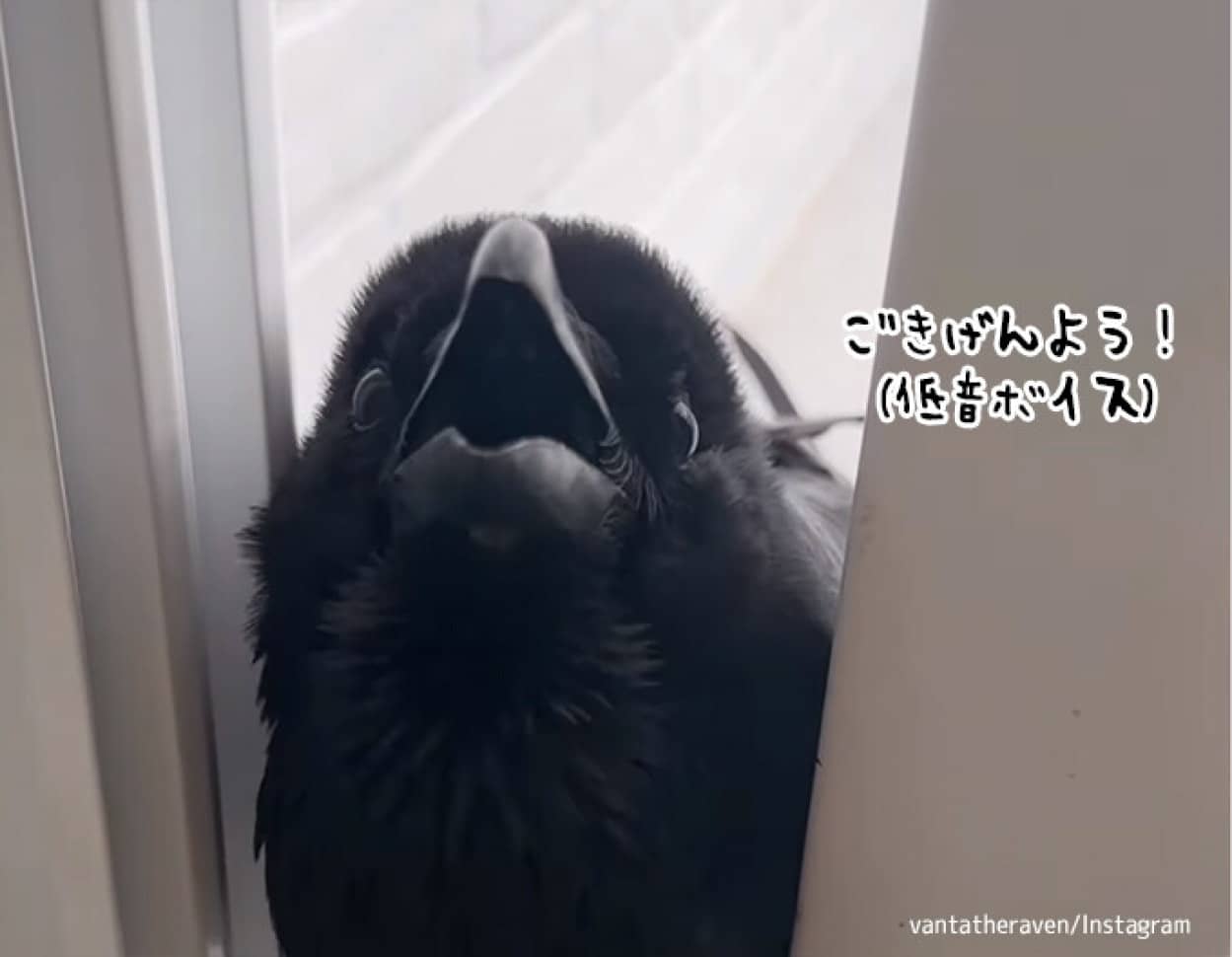 しゃべれるカラスの魅力的な低音ボイス