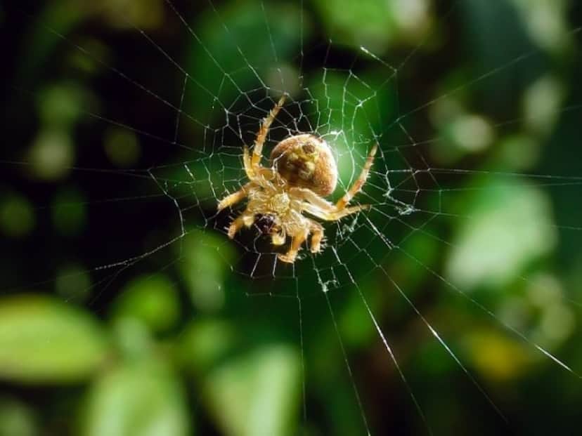 hairy-field-spider-884463_640_e
