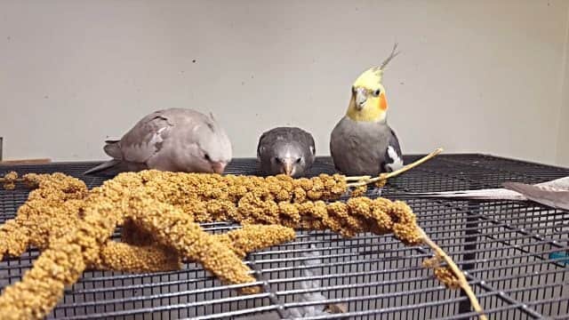 お腹空いたよ ご飯ほしいよ 待ちきれなくて初めて自分でご飯を食べるオカメインコのヒナ カラパイア お腹空いたよ ご飯ほしいよ 待ちきれなくて初めて自分でご飯を食べるオカメインコのヒナ カラパイア