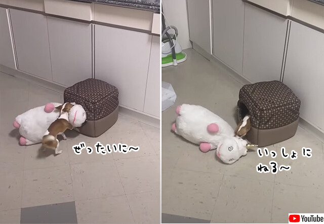 それ絶対ムリなやつ。ぬいぐるみと一緒に寝たかった犬のがんばり