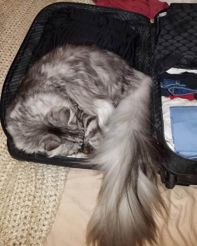 長くてフワ ッ 世界一尻尾の長い猫 メインクーンのシグナスさん アメリカ カラパイア 長くてフワ ッ 世界一尻尾の長い猫 メインクーンのシグナスさん アメリカ カラパイア