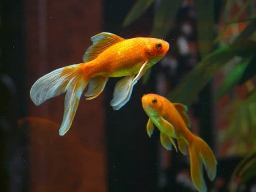 veiltail-11455_640_e