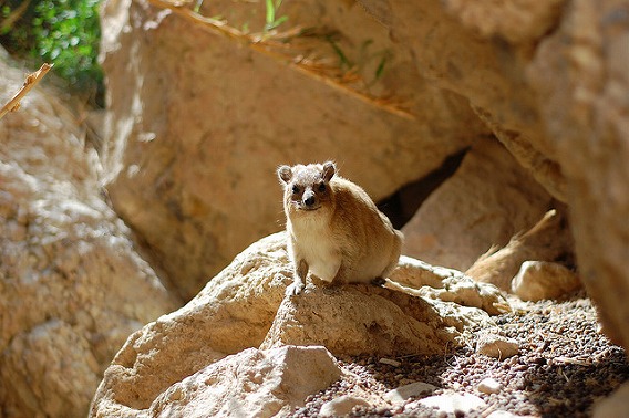 rock hyrax 7