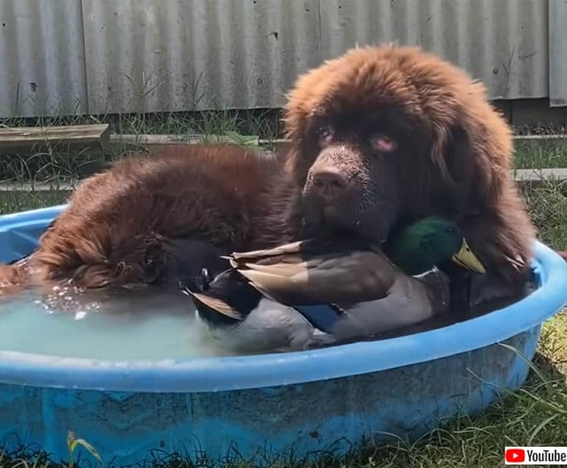 マガモが犬に恋をした 絶対にそばを離れようとしないマガモとそれを受け入れる犬の物語 カラパイア