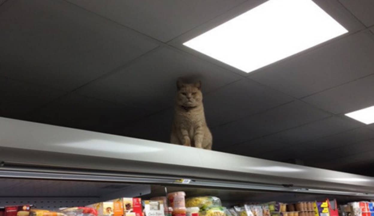 何度追い出してもまた入ってくる 自らスーパーマーケットの警備員として本気を出した猫 イギリス カラパイア 何度追い出してもまた入ってくる 自らスーパーマーケットの警備員として本気を出した猫 イギリス カラパイア