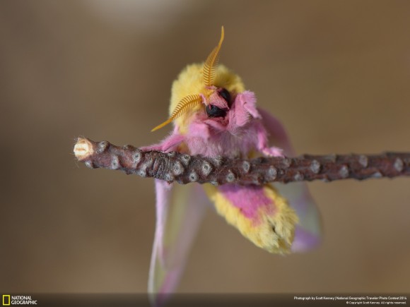 ピンクと黄色でどんだけメルヘン って突っ込みをいれるにはあまりにもかわいい蛾世界のふわふわアイドル モモイロヤママユ カラパイア